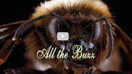 All the Buzz film